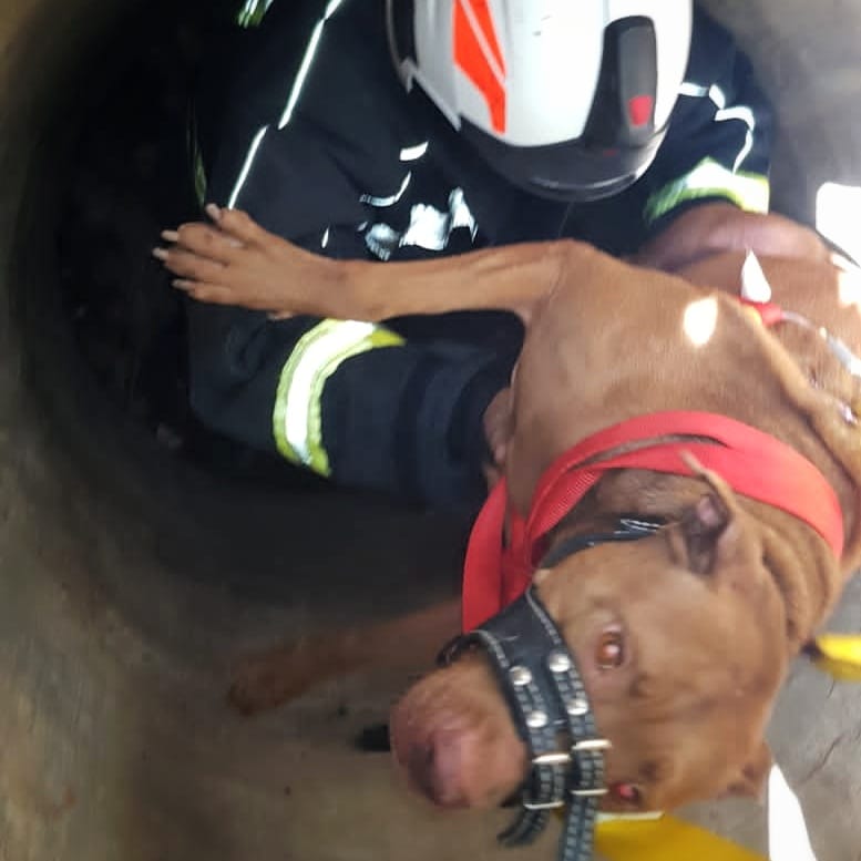 Funes: heroico salvataje de un perrito que había caído en un pozo